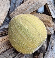 Amblypneustes pallidus