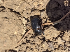 Pentodon bidens punctatus