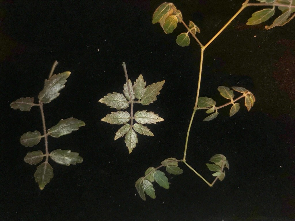 Cyphostemma laza 2