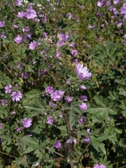 Malva sylvestris