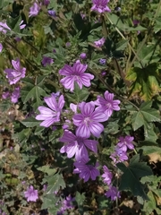 Malva sylvestris