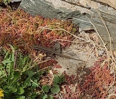 Podarcis muralis