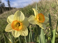 Narcissus × incomparabilis