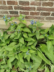 Pentaglottis sempervirens