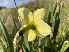Narcissus × incomparabilis