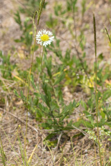 Gaillardia aestivalis winkleri