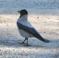 Corvus cornix