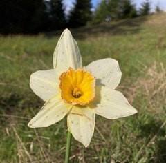 Narcissus × incomparabilis