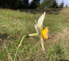 Narcissus × incomparabilis