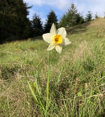 Narcissus × incomparabilis