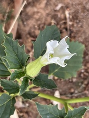 Datura leichhardtii