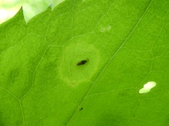 Asteromyia modesta
