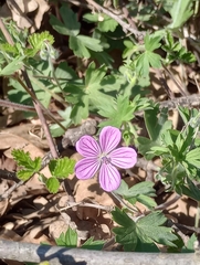 Geranium asphodeloides