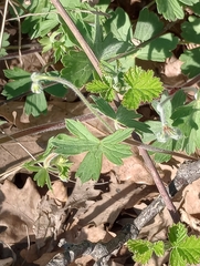 Geranium asphodeloides