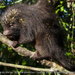 Bahia Hairy Dwarf Porcupine - Photo (c) Leonardo Merçon, some rights reserved (CC BY-NC), uploaded by Leonardo Merçon