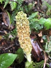 Rohdea fargesii