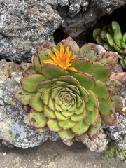 Aeonium lancerottense image