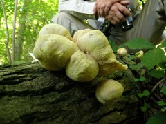 Laetiporus versisporus