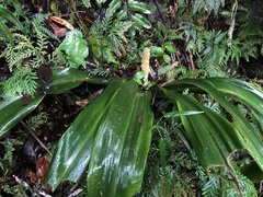Rohdea fargesii