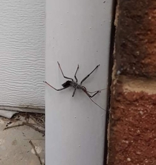 Arilus cristatus