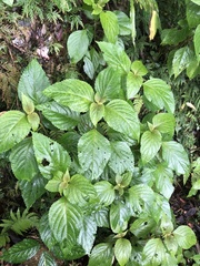 Collinsonia macrobracteata