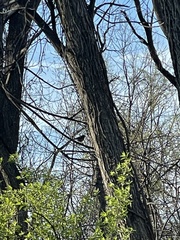 Pipilo erythrophthalmus