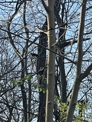 Pipilo erythrophthalmus