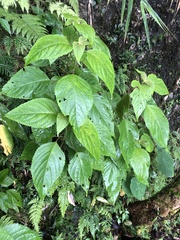 Collinsonia macrobracteata
