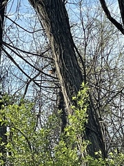 Pipilo erythrophthalmus