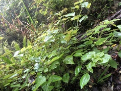 Collinsonia macrobracteata