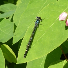 Coenagrion resolutum