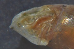 Clausilia rugosa parvula