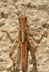 Melanoplus devastator