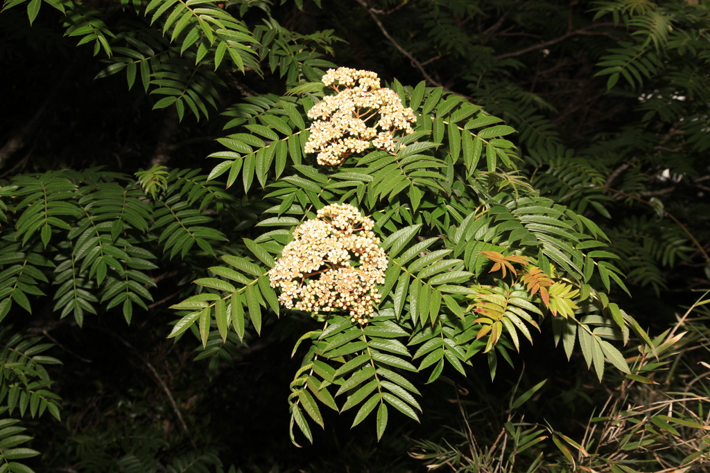 Sorbus randaiensis (Sorbus randaiensis)
