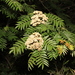 Sorbus randaiensis - Photo (c) Lin Scott, some rights reserved (CC BY), uploaded by Lin Scott