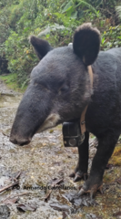 Tapirus pinchaque