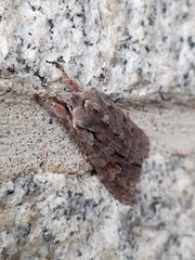 Lithophane furcifera