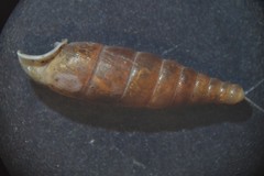 Clausilia rugosa parvula