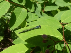 Coenagrion resolutum