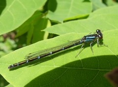 Coenagrion resolutum