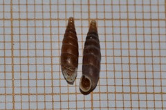 Clausilia rugosa parvula