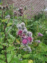 Arctium tomentosum