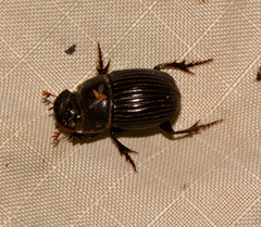 Copris minutus