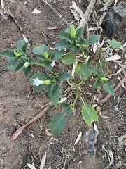 Datura leichhardtii