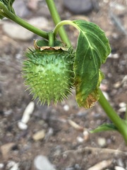 Datura leichhardtii