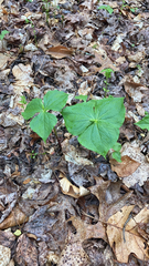 Trillium erectum