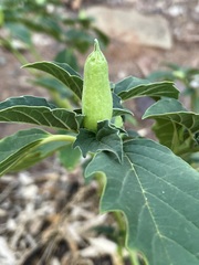 Datura leichhardtii