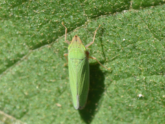 Draeculacephala soluta