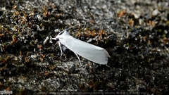 Schoenobiinae
