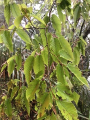 Carpinus rankanensis